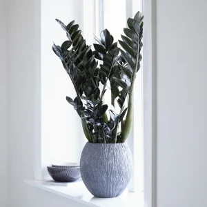 Zamioculcas Raven