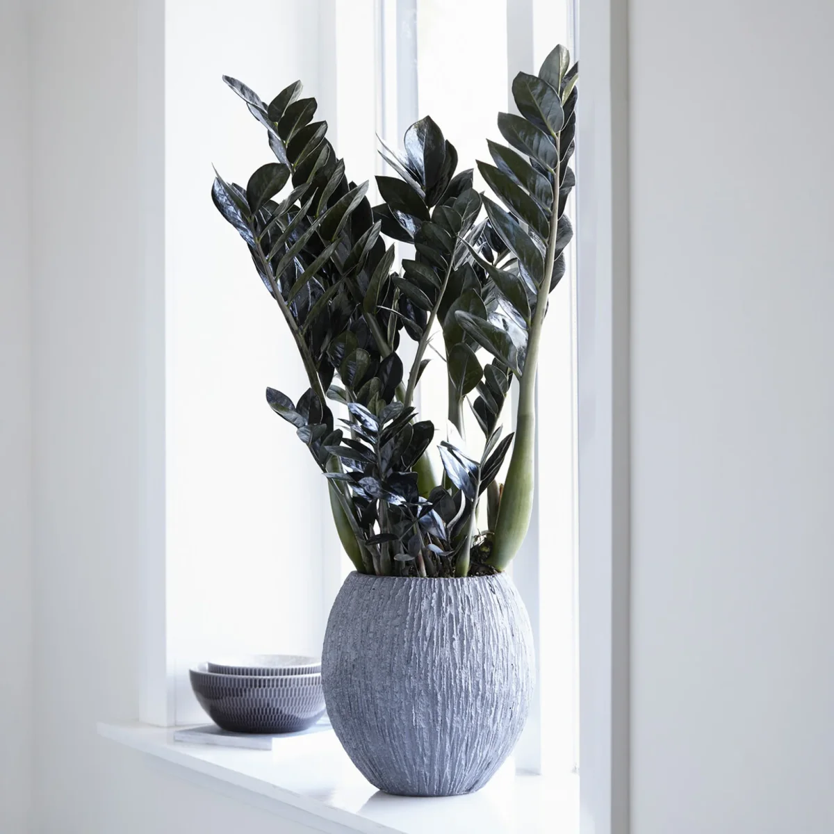 Zamioculcas Raven