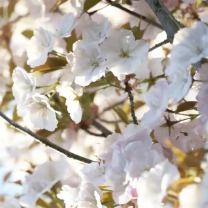 Cerisier Sunset Boulevard