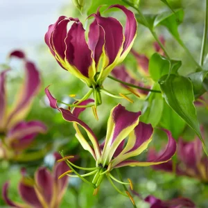 Gloriosa Carsonii - Lis de Malabar