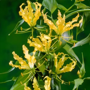 Gloriosa jaune - Lis de Malabar