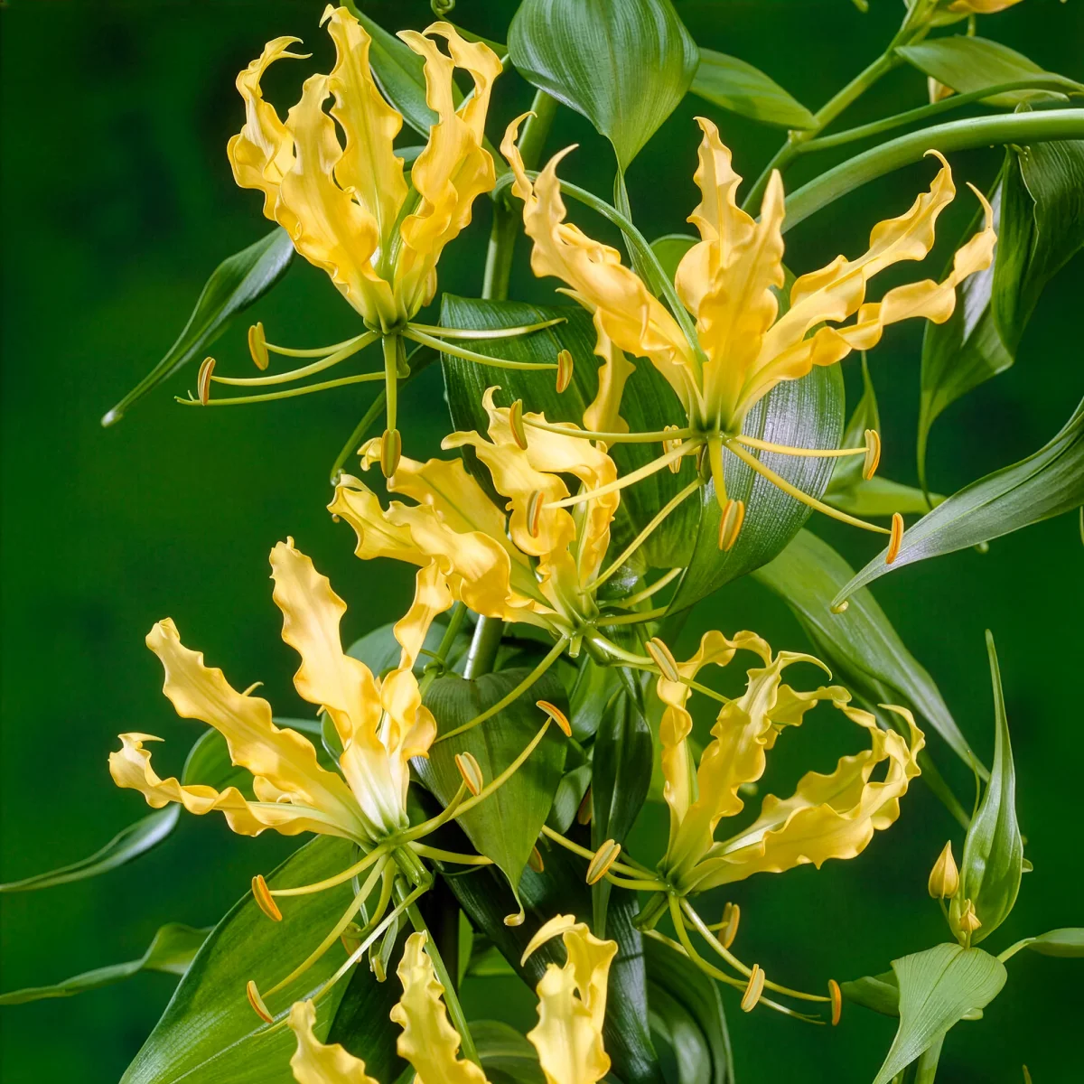 Gloriosa jaune - Lis de Malabar – Image 2
