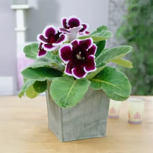 Gloxinia Kaiser Wilhelm