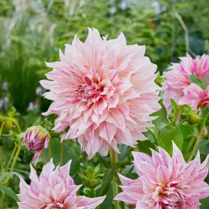 Dahlia géant Café au Lait Twist