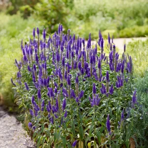 Véronique en épis Royal Candles