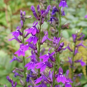 Lobelia Vedrariensis