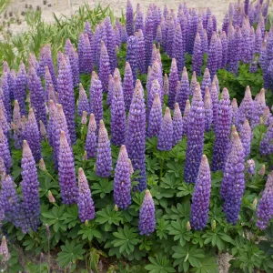 Lupin Persian Slipper
