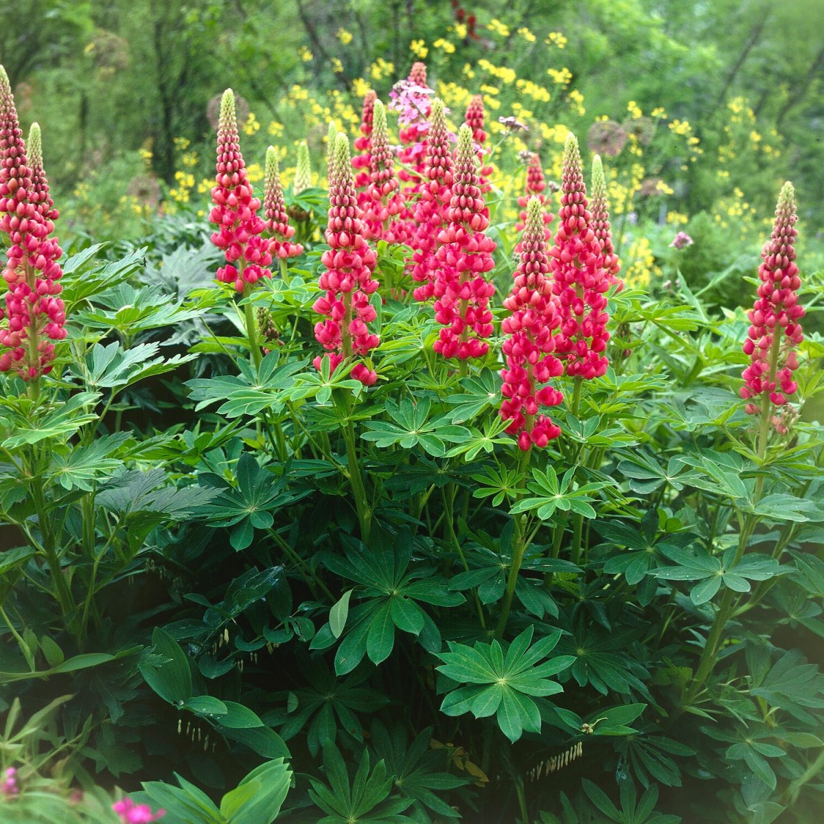 Lupin The Pages – Image 6