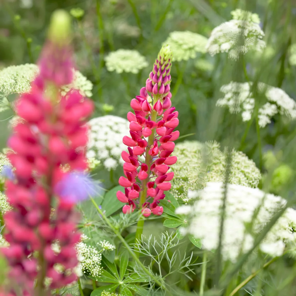 Lupin The Pages – Image 5