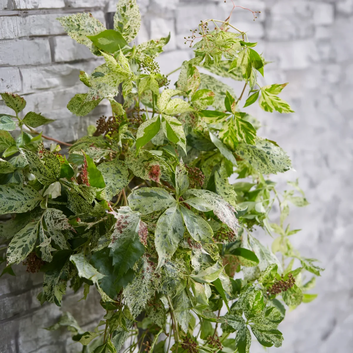 Vigne vierge Star shower®