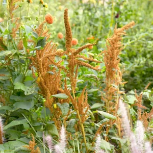 Amarante Hot Biscuits