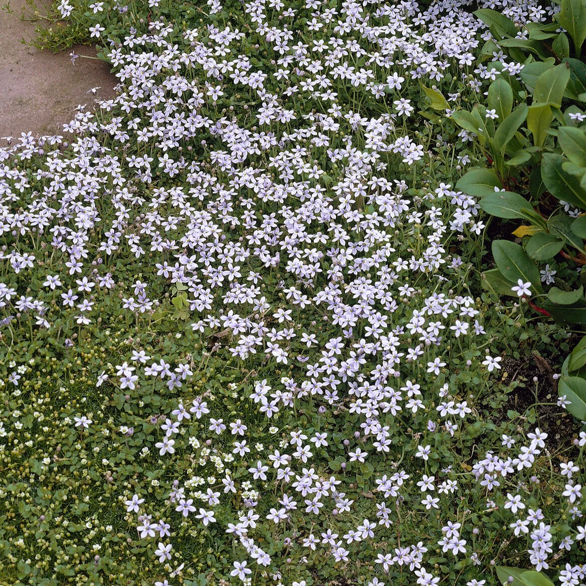 3 Étoiles bleues tapissantes – Image 4
