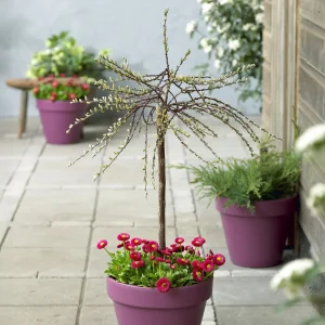 Saule rampant nain chatons jaune sur tige