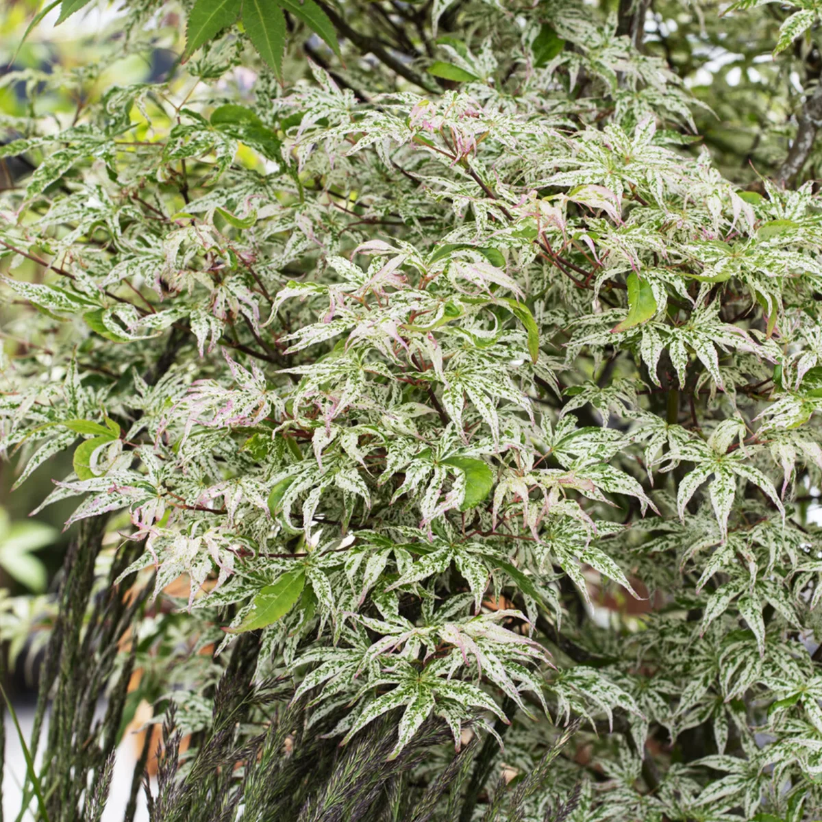 Erable du japon ukigumo