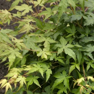 Erable du japon Bi hoo