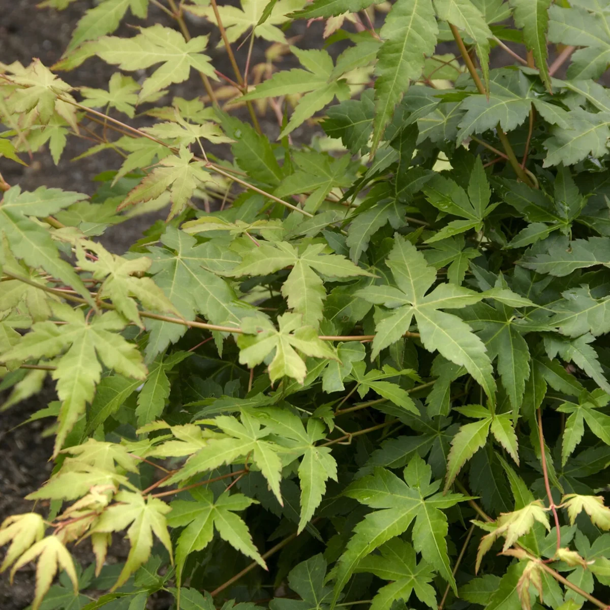 Erable du japon Bi hoo – Image 2