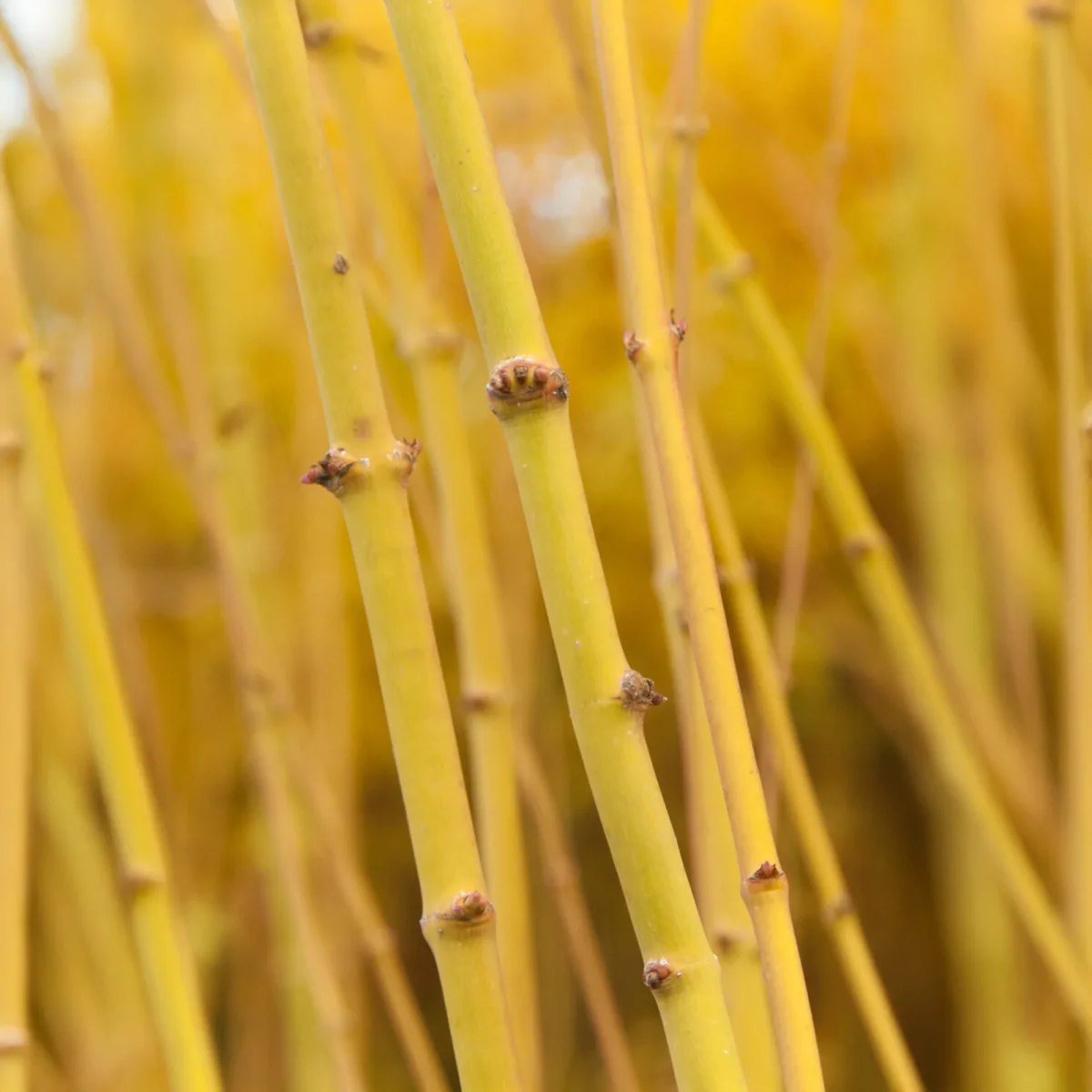 Erable du japon Bi hoo – Image 4