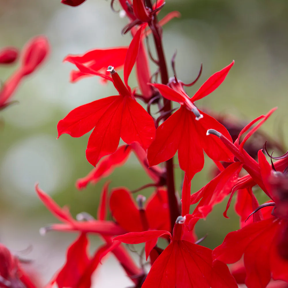 Lobelia écarlate Queen Victoria – Image 3