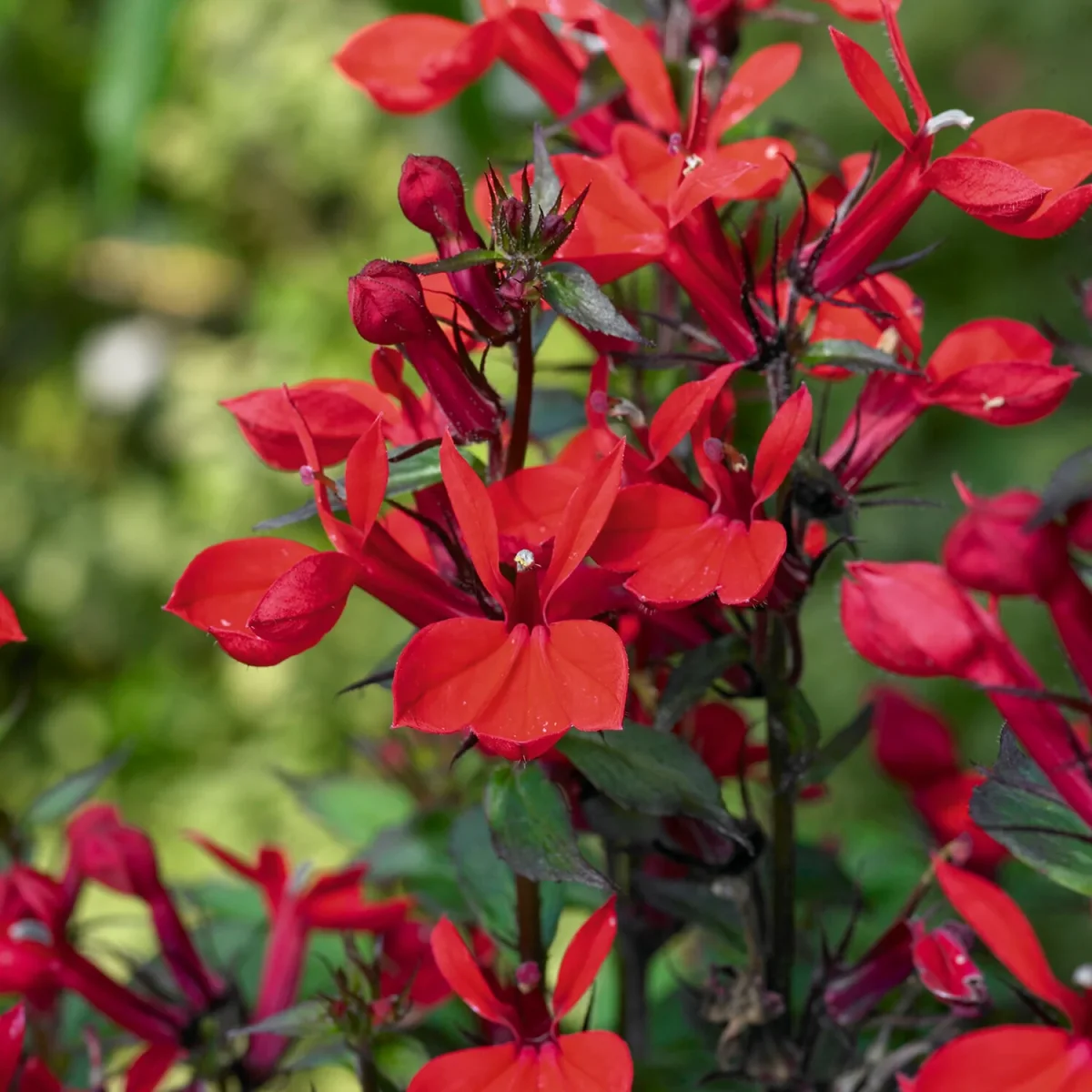 Lobelia écarlate Queen Victoria – Image 4