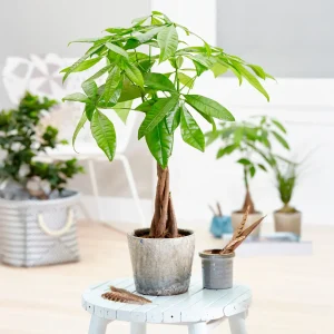 Arbre à argent Pachira aquatica