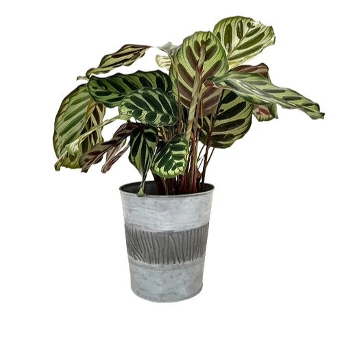 Zinc Bucket – Image 2