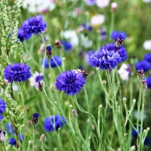 Bleuet champêtre Blue Boy