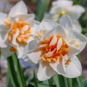10 Narcisses à fleurs doubles Replete