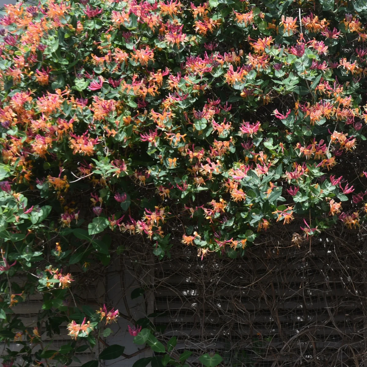 Chèvrefeuille grimpant Goldflame – Image 3