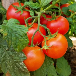 Plant Tomate Grappe Premio F1