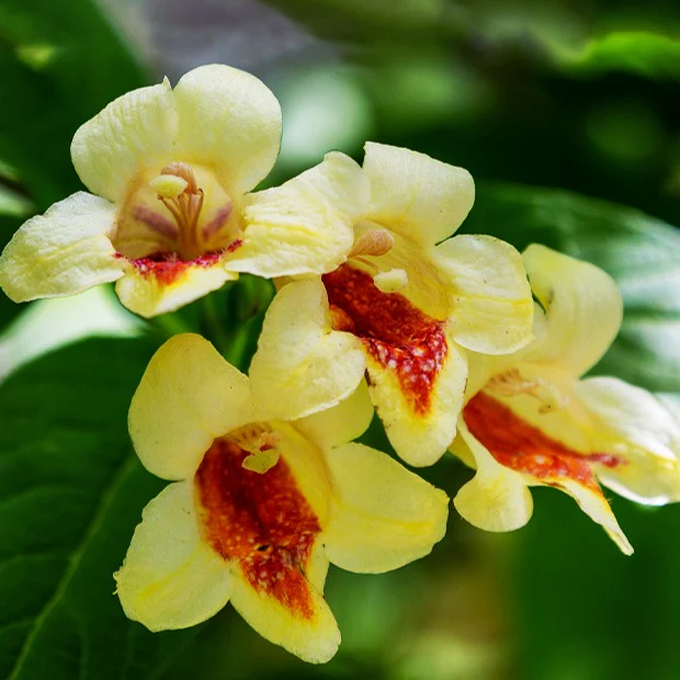 Weigelia jaune – Image 3