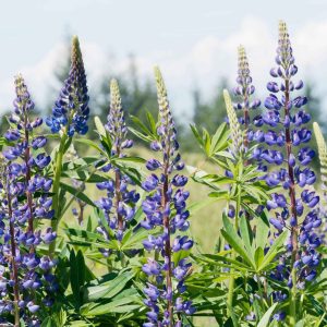 3 Lupins bleus