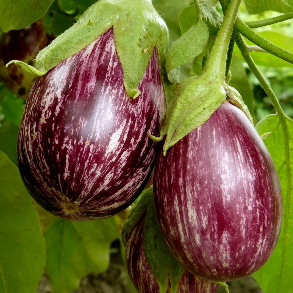 Plant Aubergine zébrée violette Rania – Image 2
