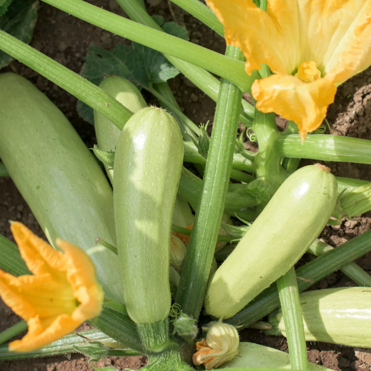 Plant Courgette Lorea – Image 2