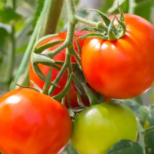 Plant Tomate Montfavet F1