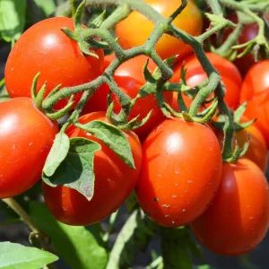 Plant Tomate Olivette Roma