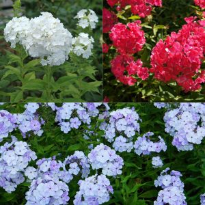 3 Phlox rouge, bleu, blanc en mélange