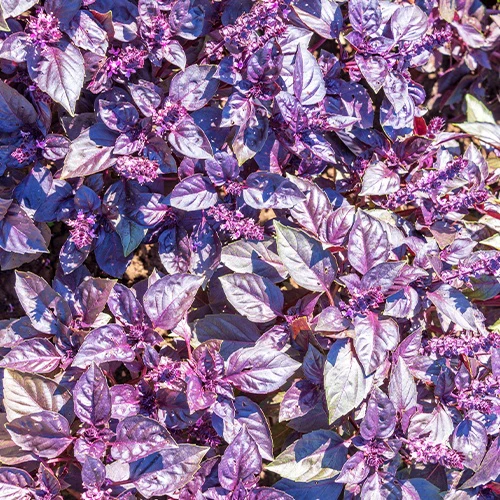 Basilic pourpre Dark Opal Bio – Image 3