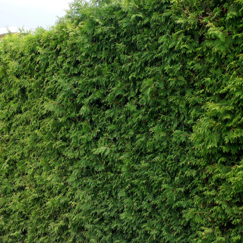 Thuya pour haie – Image 4