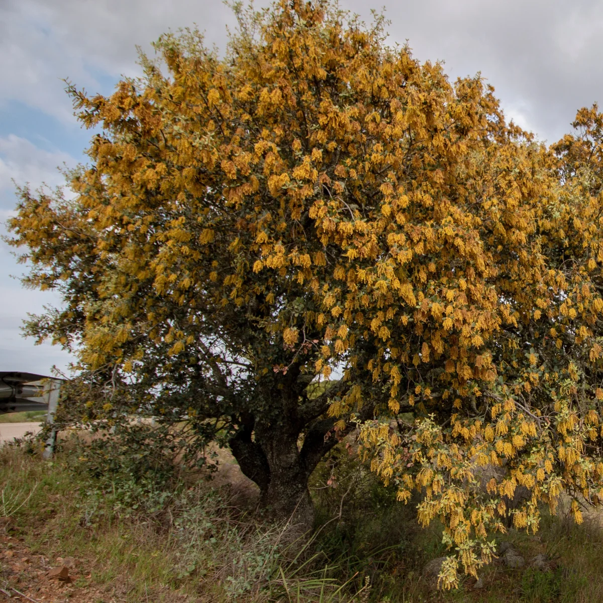 Chêne vert – Image 4