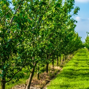 Prunier Reine-Claude Dorée