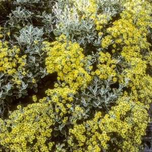 Senecio compacta Drysdale