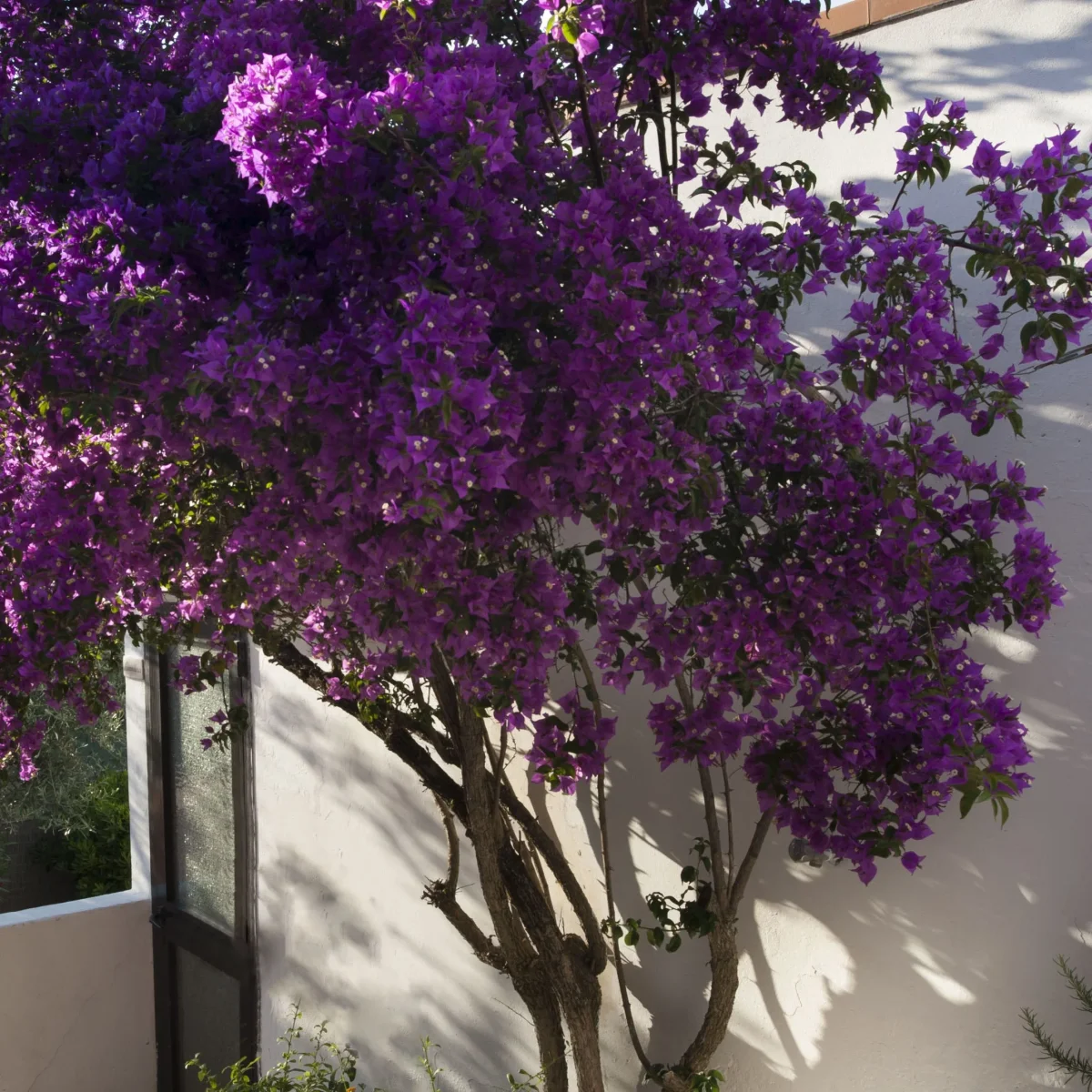 Bougainvillier rustique Violet de Mèze – Image 4