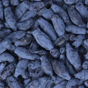 Baie de Mai Borealis - Camerisier