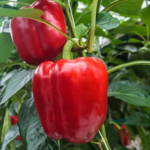 3 Plants Poivron Sonar F1