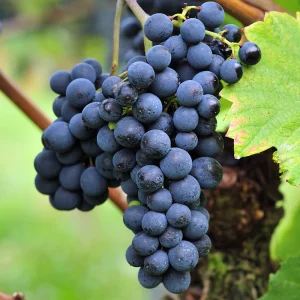 Vigne Triomphe d'Alsace