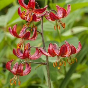 Lis martagon Claude Shride