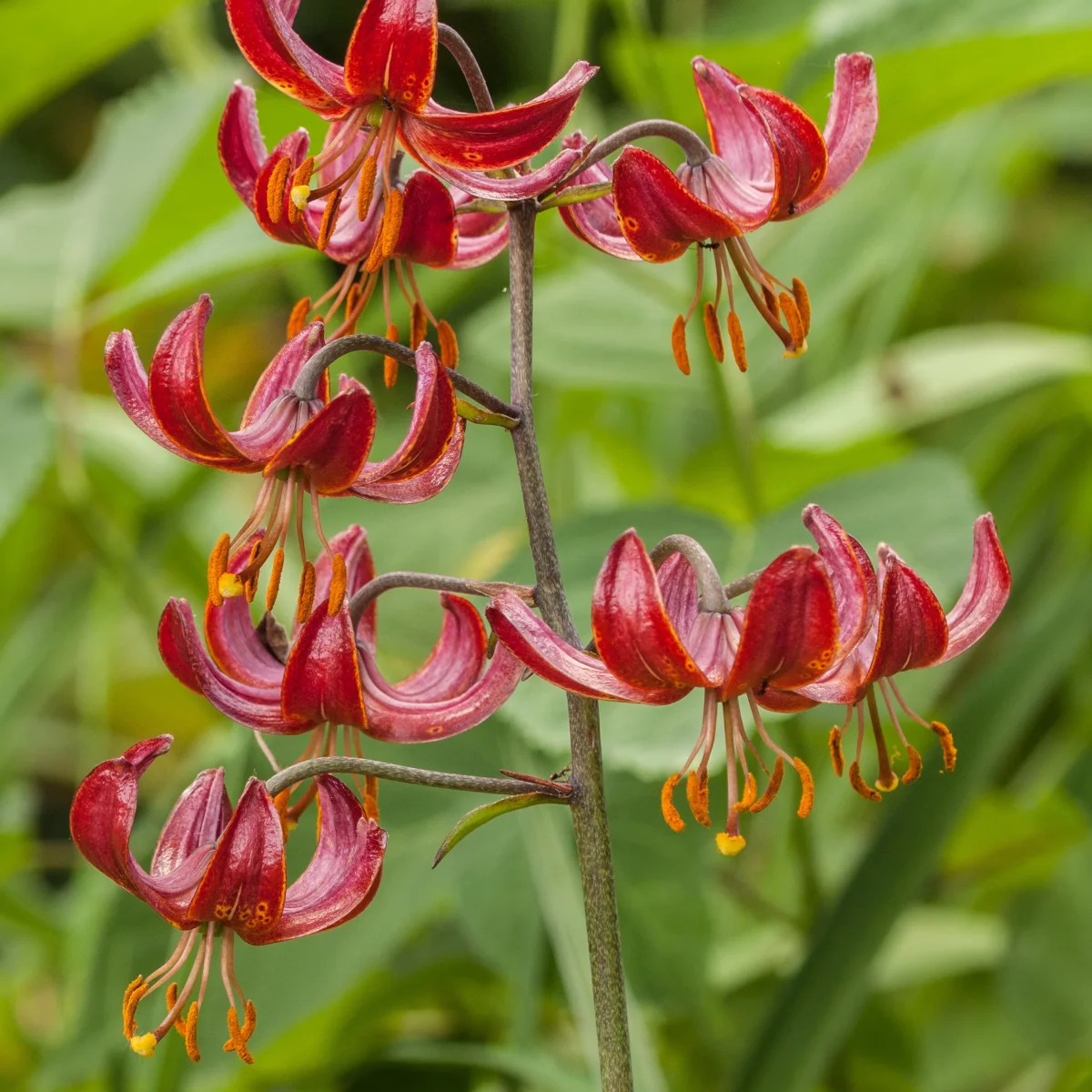 Lis martagon Claude Shride