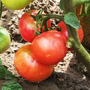 3 Plants de Tomate Rose de Berne
