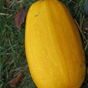 3 Plants de Courge Spaghetti