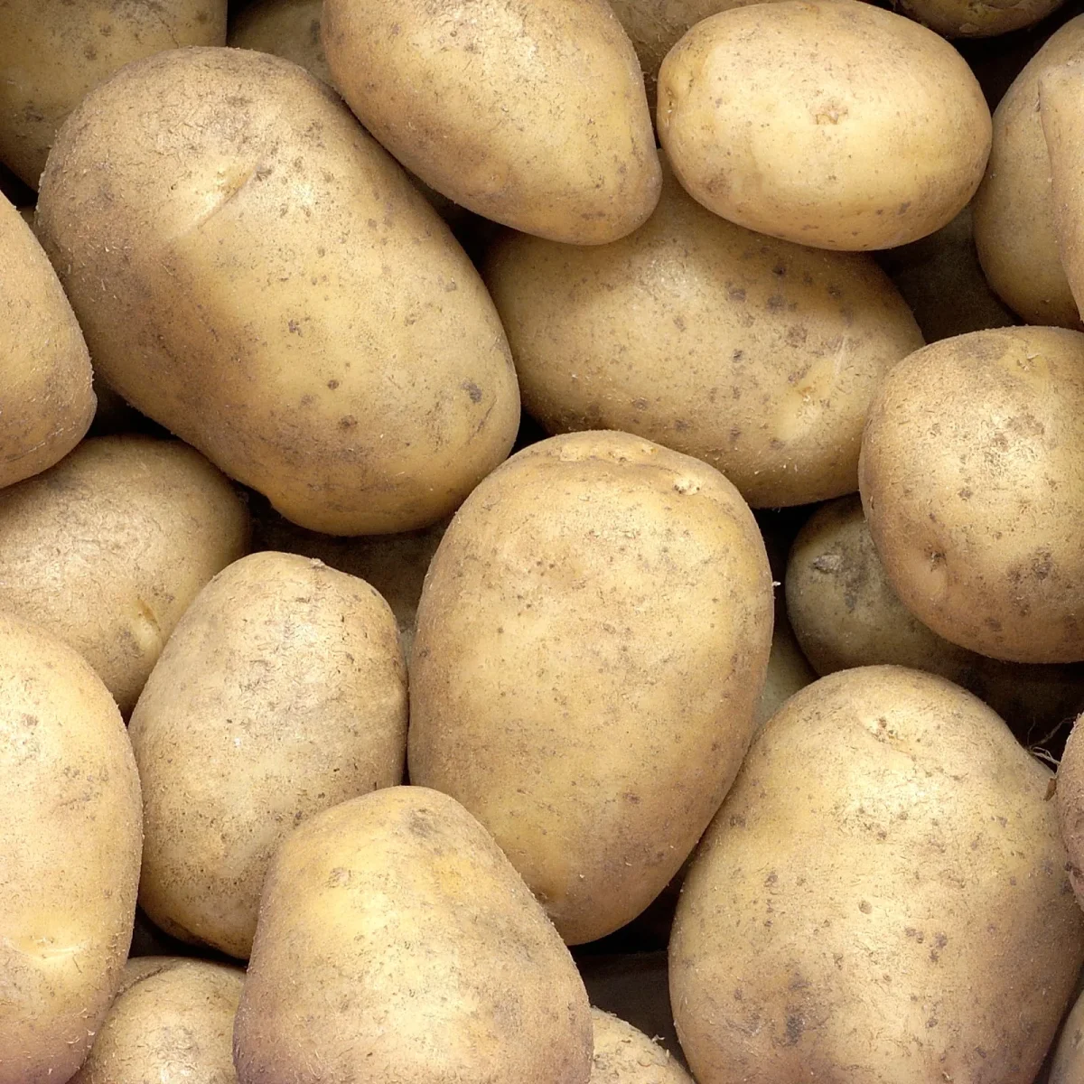 25 Pommes de terre Minette